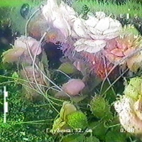 Цветы под водой (2)