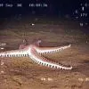 Флора и фауна Белого моря глазами подводного робота ГНОМ