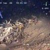 Флора и фауна Белого моря глазами подводного робота ГНОМ