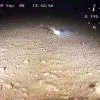 Флора и фауна Белого моря глазами подводного робота ГНОМ