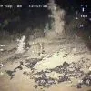 Флора и фауна Белого моря глазами подводного робота ГНОМ