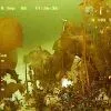 Флора и фауна Белого моря глазами подводного робота ГНОМ