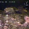 Флора и фауна Белого моря глазами подводного робота ГНОМ