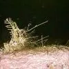 Флора и фауна Белого моря глазами подводного робота ГНОМ