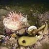 Флора и фауна Белого моря глазами подводного робота ГНОМ