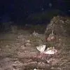 Флора и фауна Белого моря глазами подводного робота ГНОМ