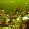 Флора и фауна Белого моря глазами подводного робота ГНОМ