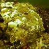 Флора и фауна Белого моря глазами подводного робота ГНОМ