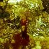 Флора и фауна Белого моря глазами подводного робота ГНОМ