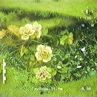 Цветы под водой (1)