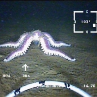 Белое море 1