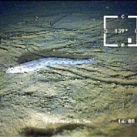 Белое море 2