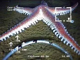 Подводные съемки микророботом ГНОМ, Белое море