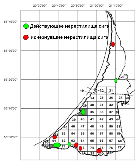 Рис. 1. Нерестилища сига в Куршском заливе