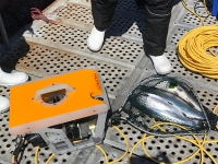 Подводный аппарат ГНОМ используется для контроля и очистки рыбных садков в Чили